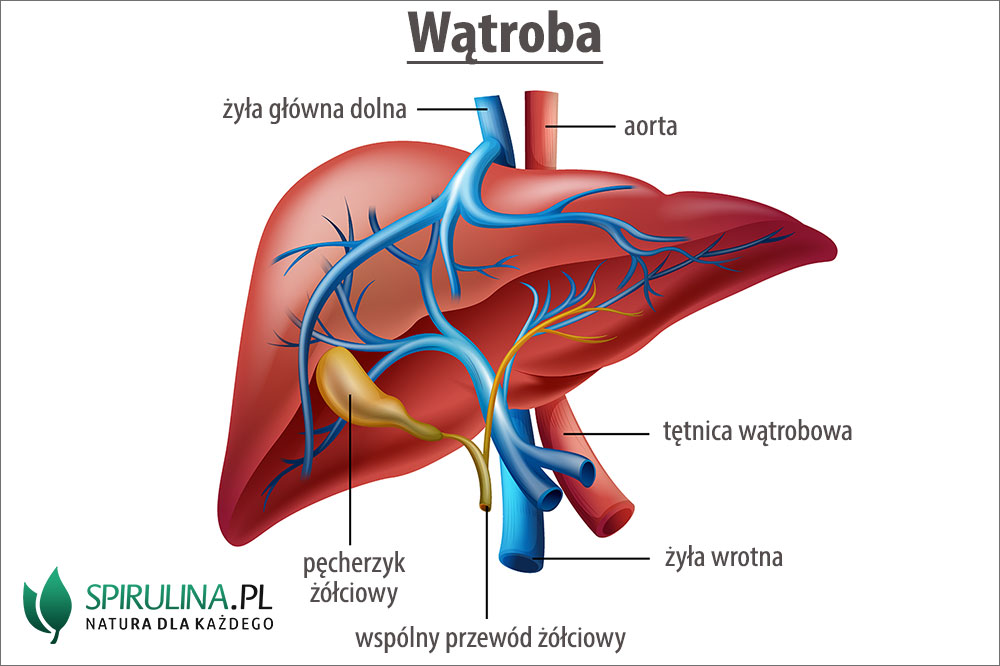 budowa wątroby